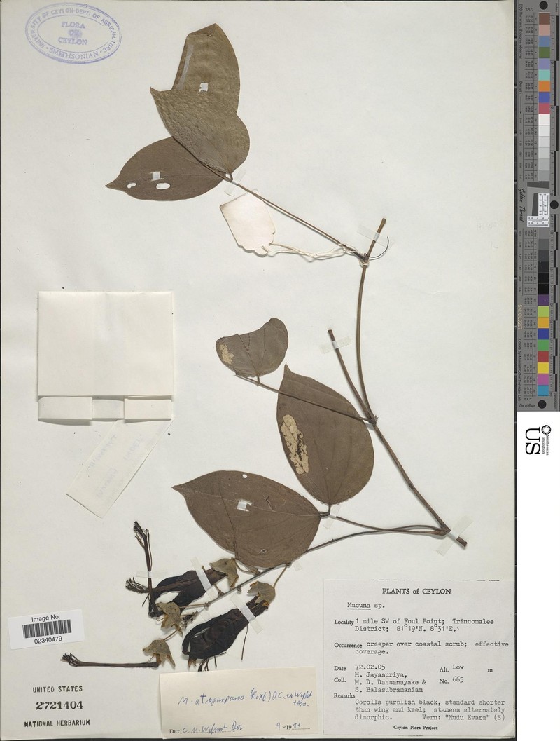 Mucuna atropurpurea photo 3