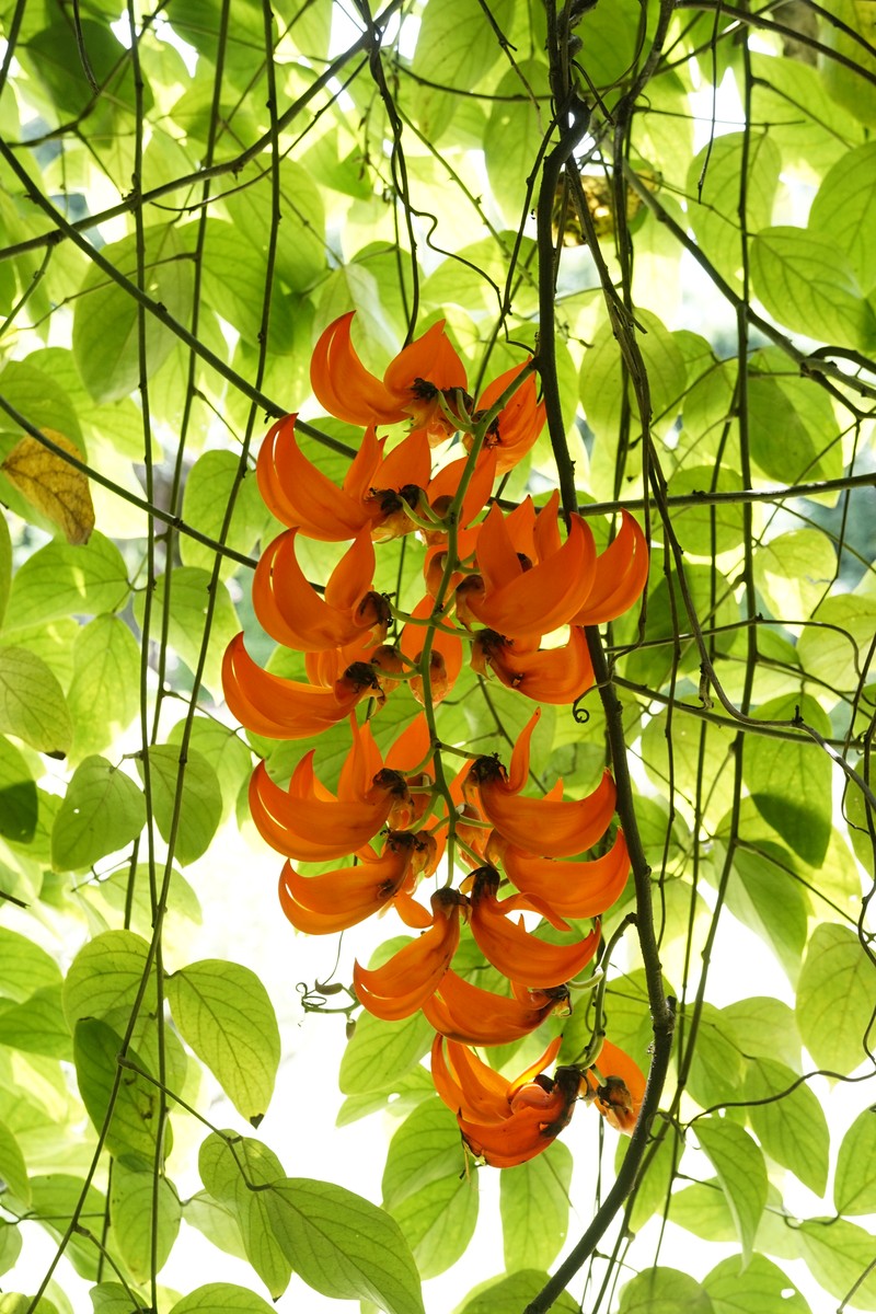 Mucuna bennettii
