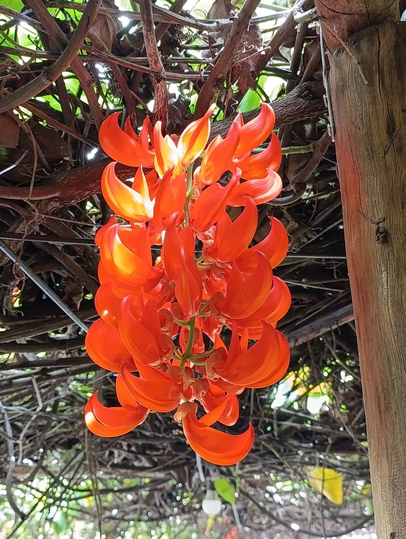 Mucuna bennettii photo 2