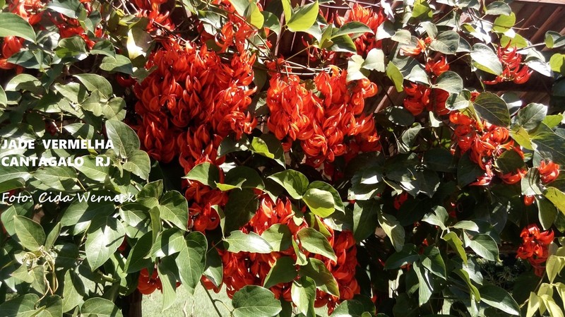 Mucuna bennettii photo 3