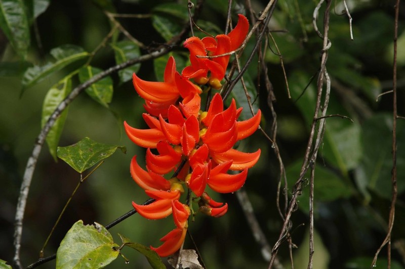 Mucuna bennettii photo 4