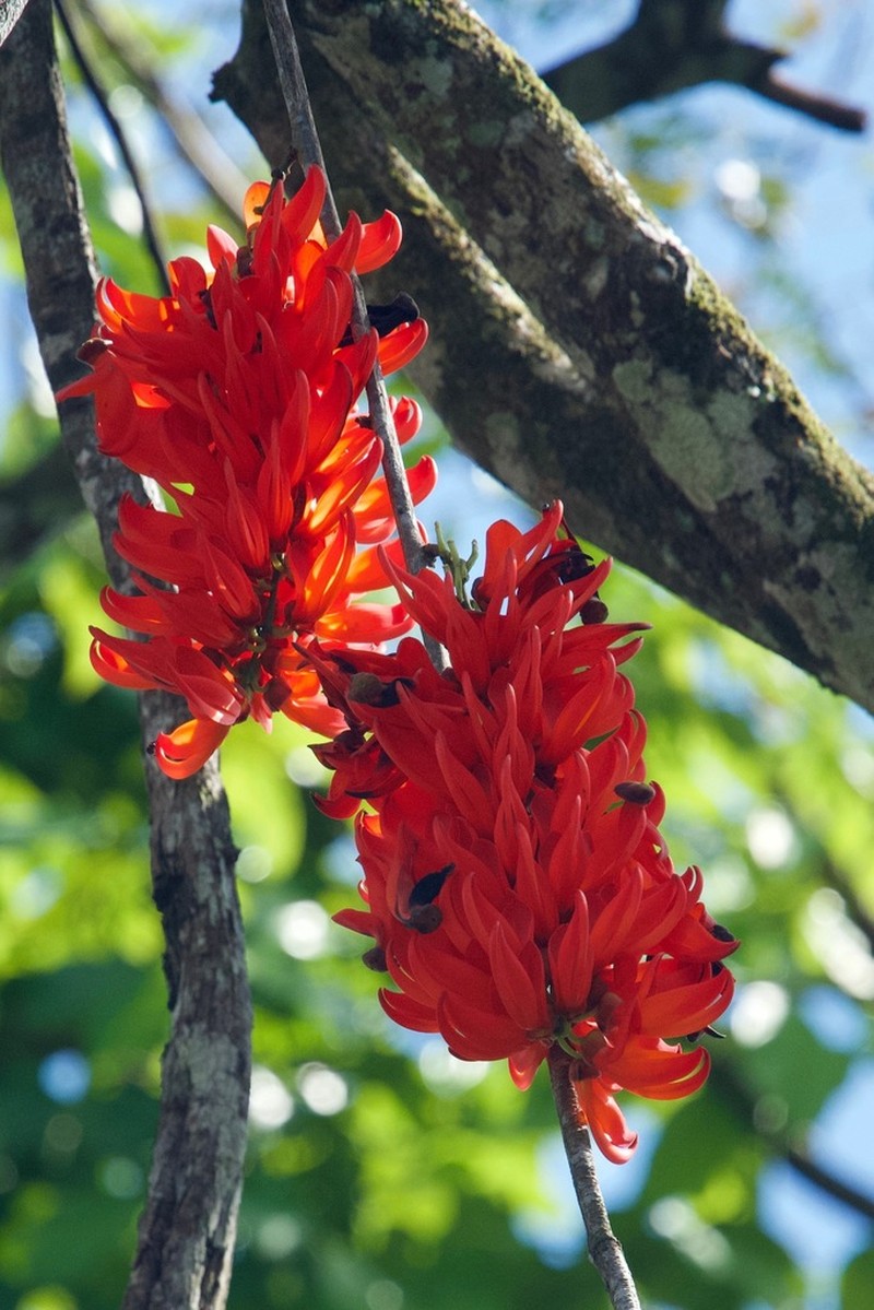 Mucuna bennettii photo 5