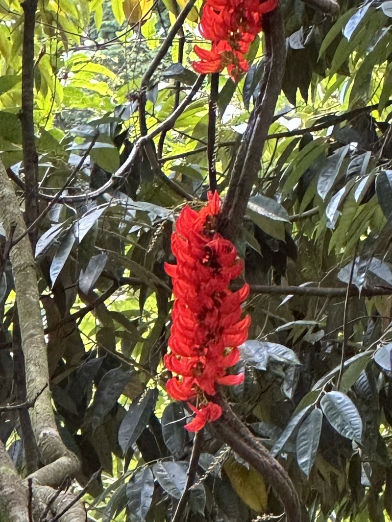 Mucuna bennettii photo 6