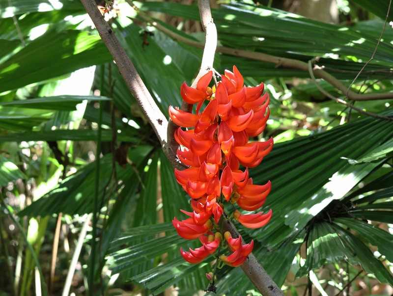 Mucuna bennettii photo 7