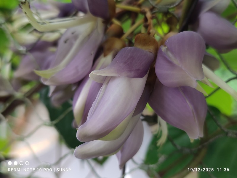 Mucuna biplicata photo 2