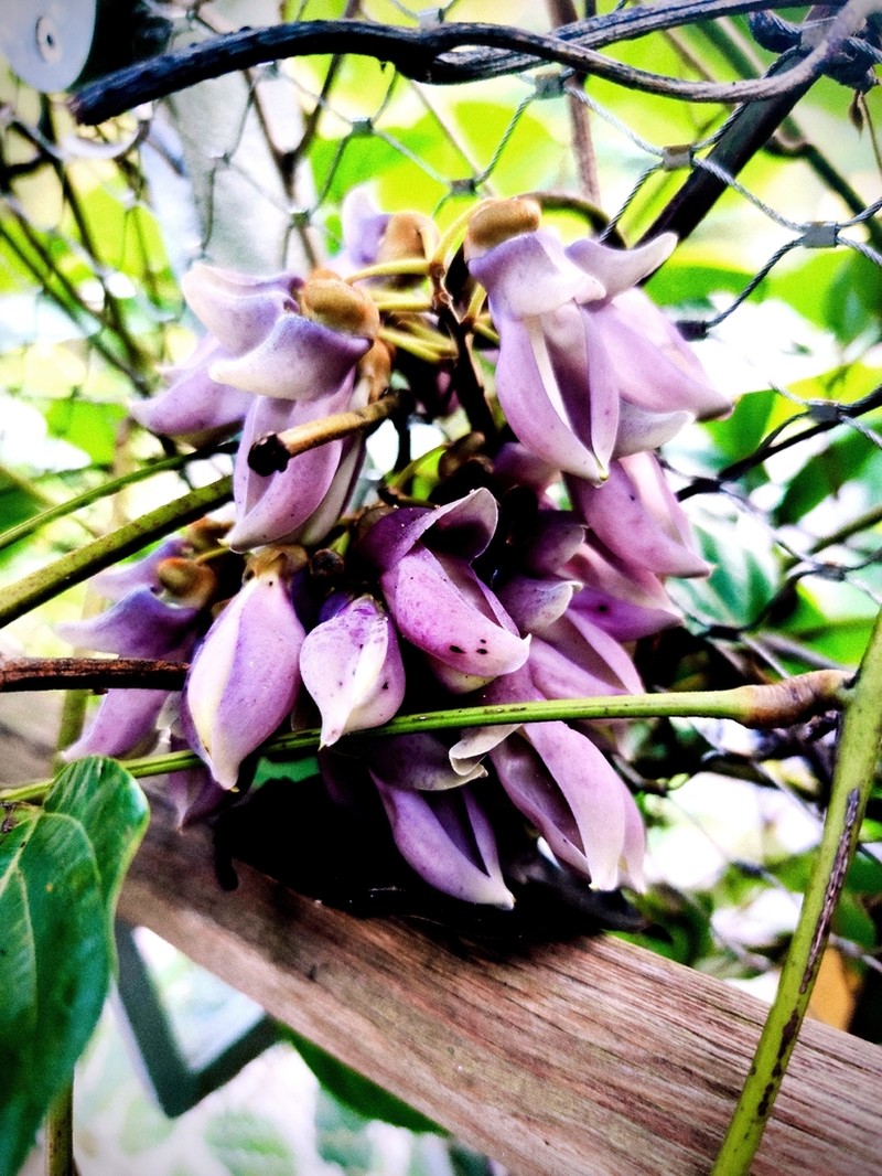 Mucuna biplicata photo 4
