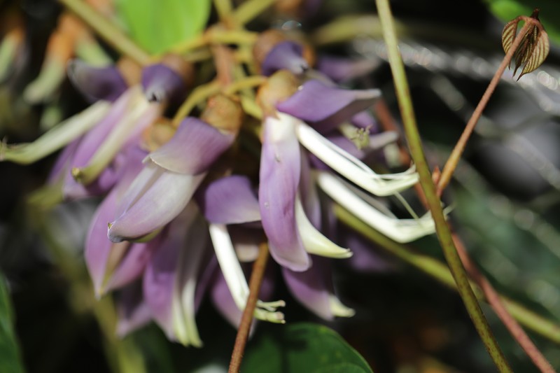 Mucuna biplicata photo 5