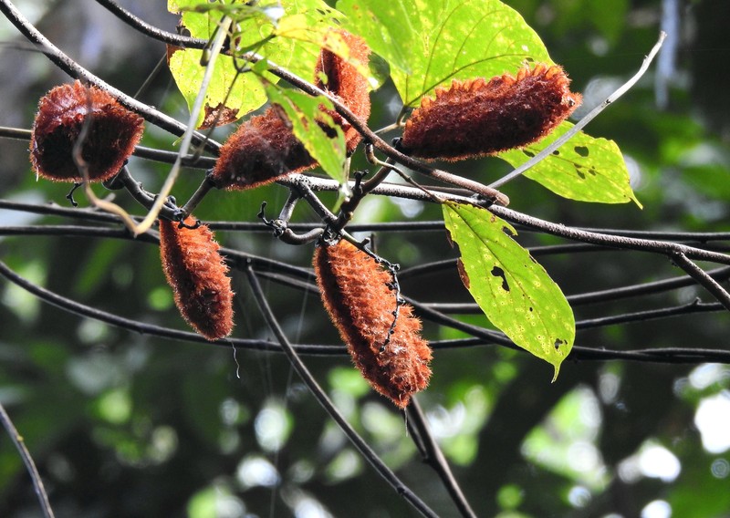 Mucuna biplicata photo 6