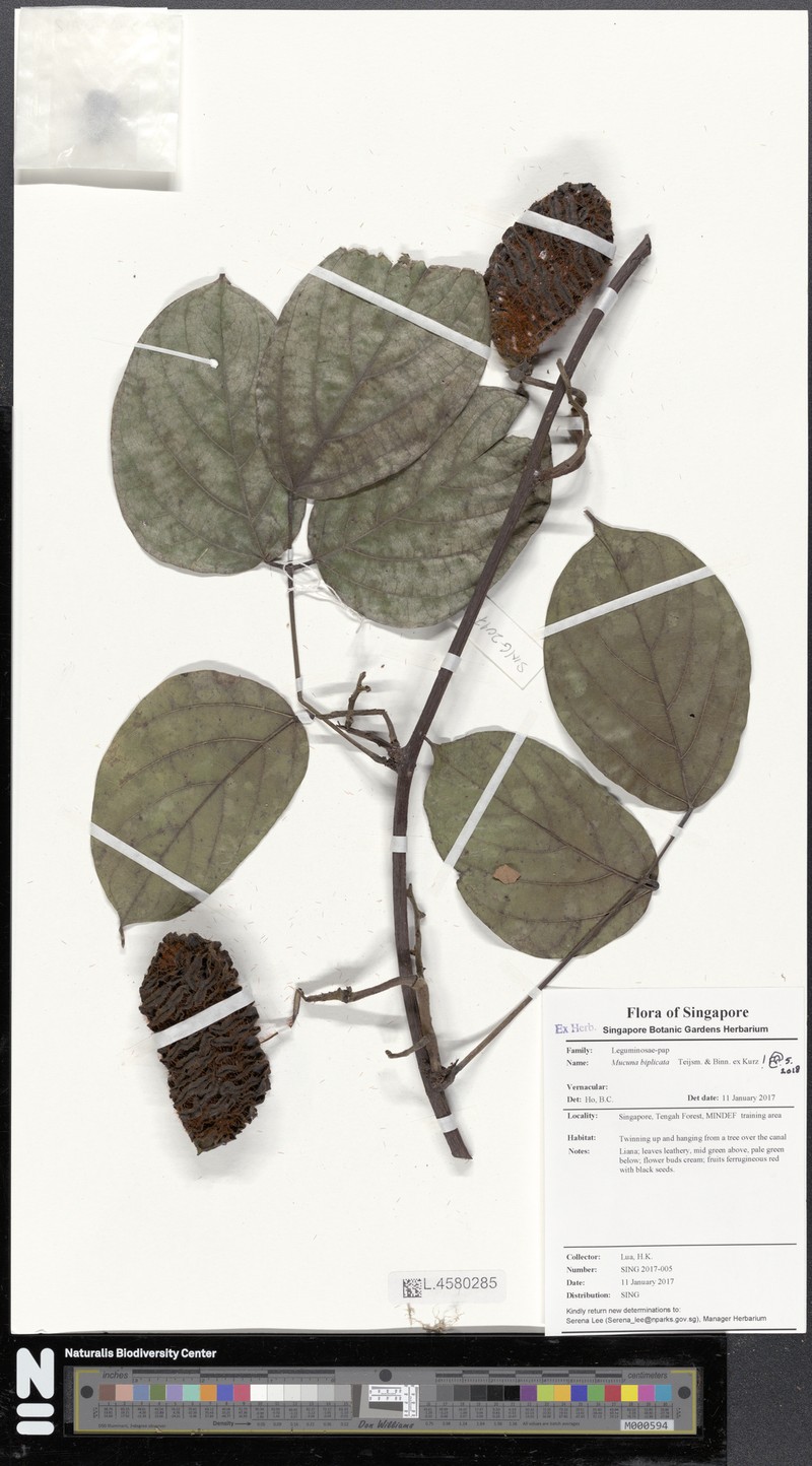 Mucuna biplicata photo 7