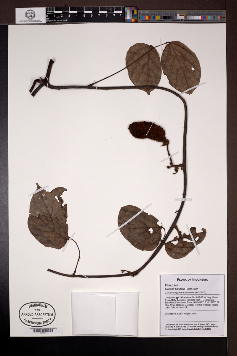 Mucuna biplicata photo 8