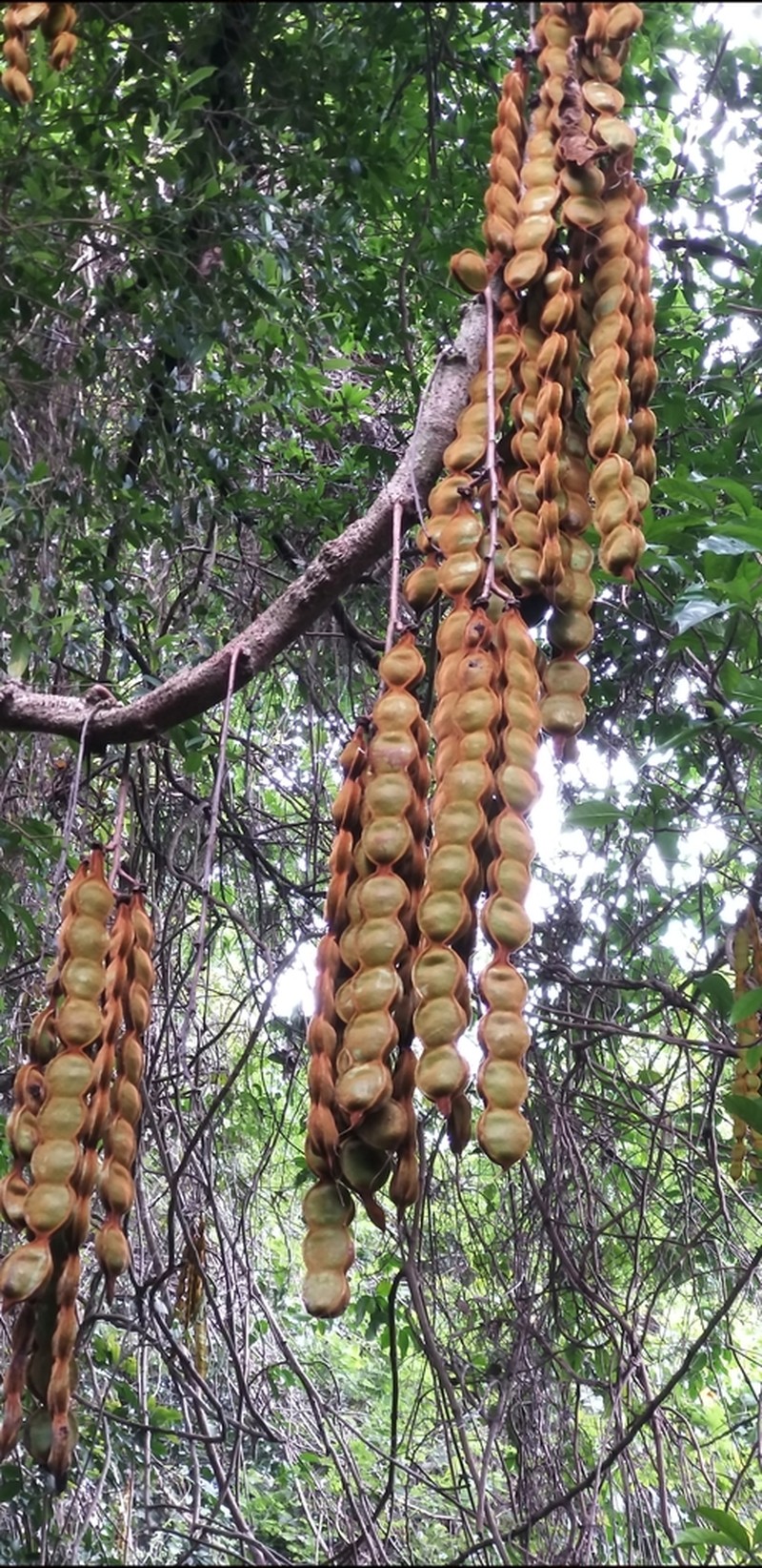 Mucuna birdwoodiana