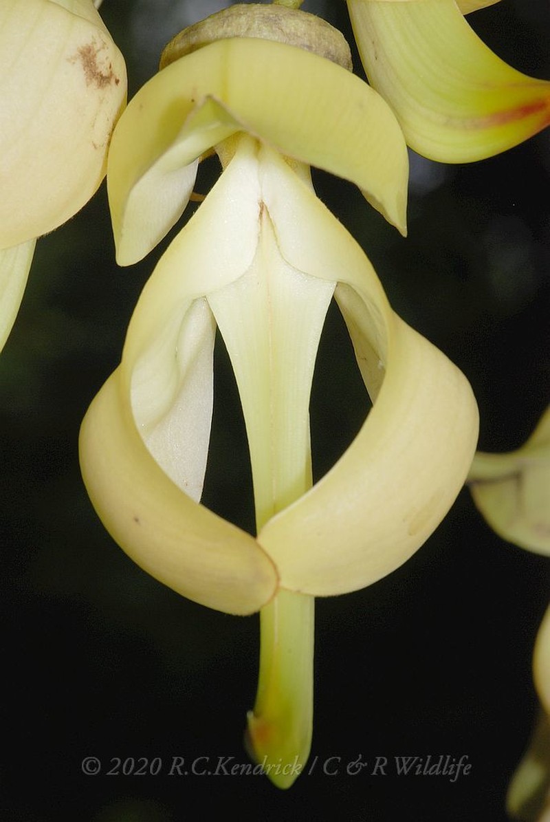 Mucuna birdwoodiana photo 2