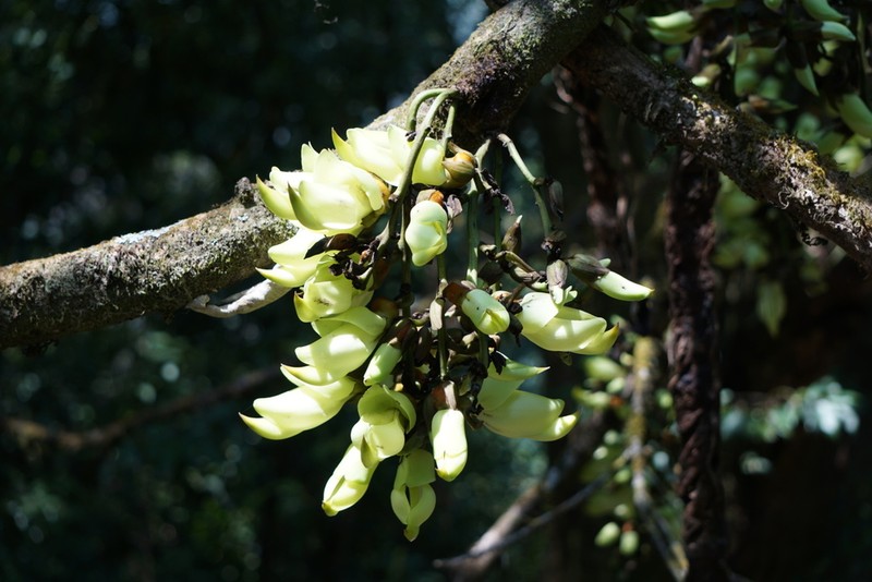 Mucuna birdwoodiana photo 3