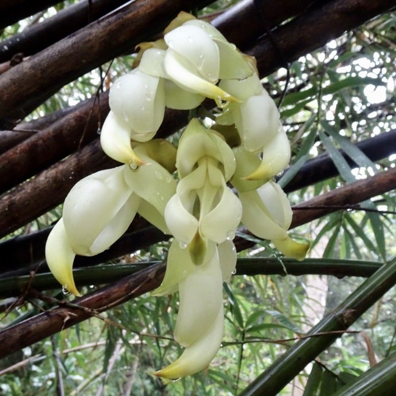 Mucuna birdwoodiana photo 4