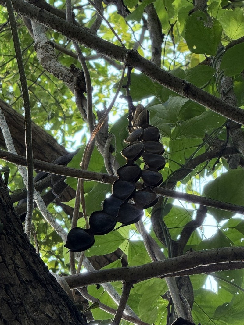 Mucuna birdwoodiana photo 5