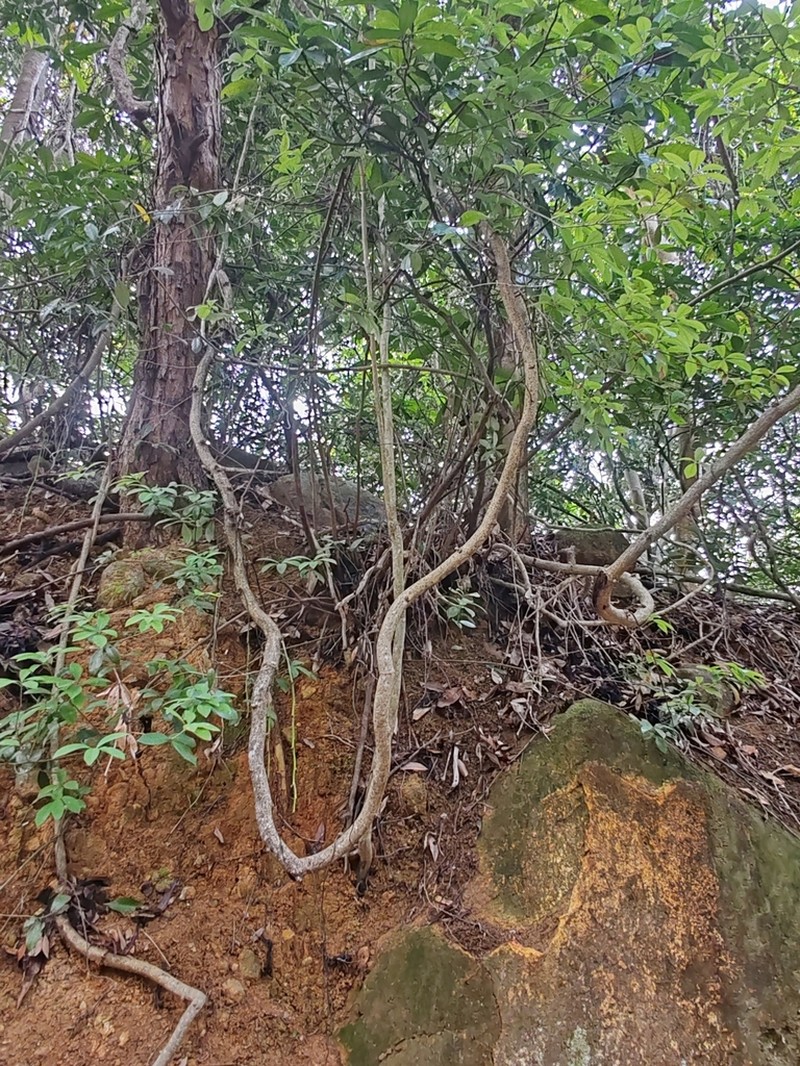 Mucuna birdwoodiana photo 6