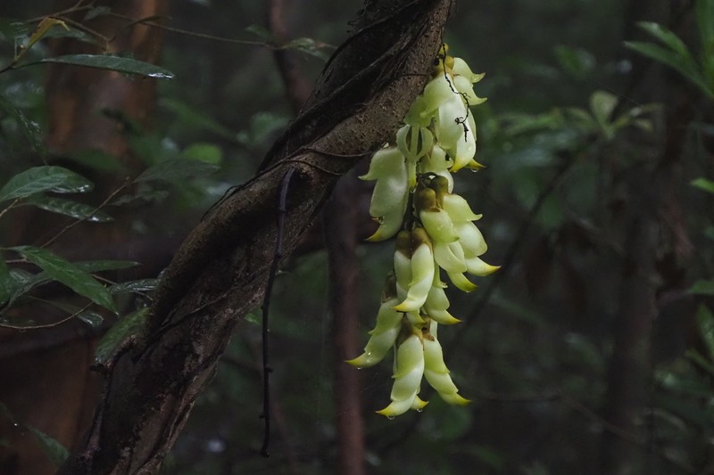 Mucuna birdwoodiana photo 7