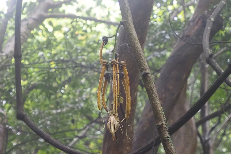 Mucuna birdwoodiana photo 8
