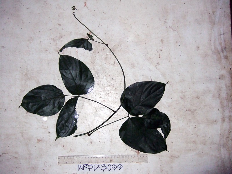 Mucuna brachycarpa