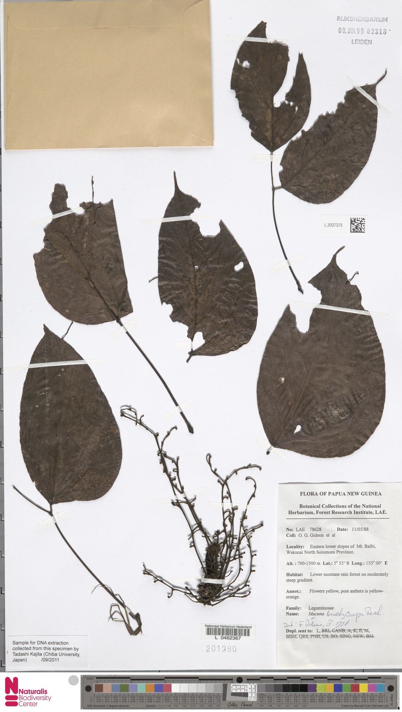 Mucuna brachycarpa photo 2