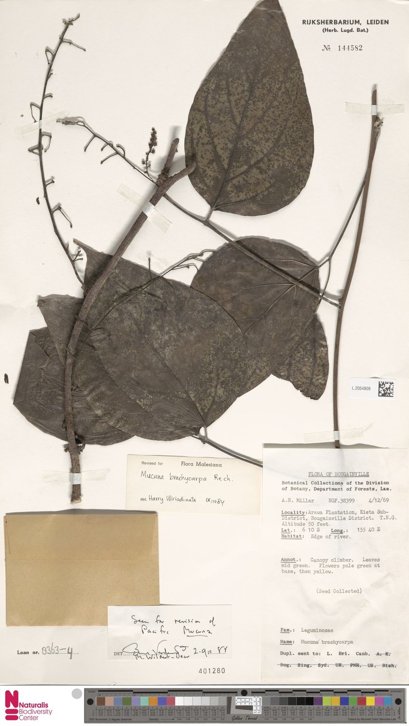 Mucuna brachycarpa photo 3