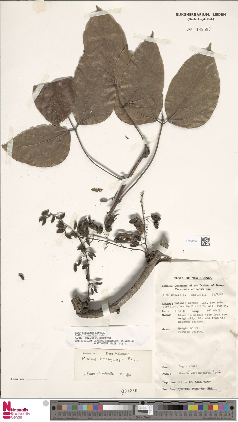 Mucuna brachycarpa photo 4