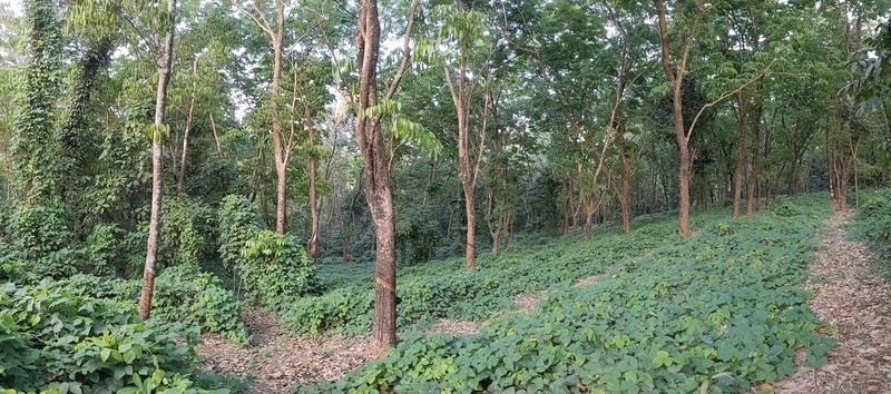 Mucuna bracteata