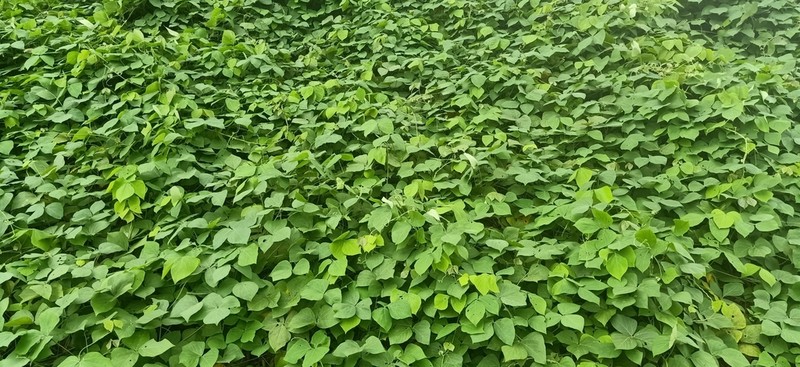 Mucuna bracteata photo 2