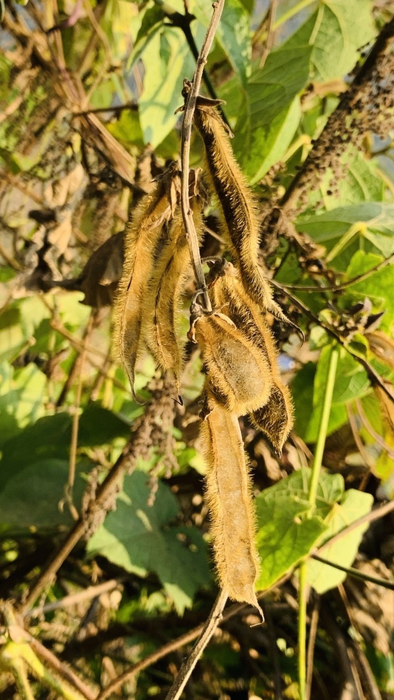 Mucuna bracteata photo 3