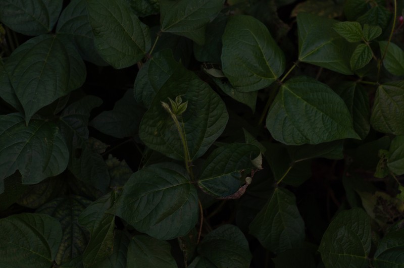Mucuna bracteata photo 4
