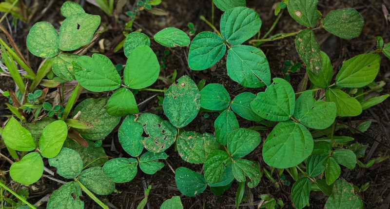Mucuna bracteata photo 5