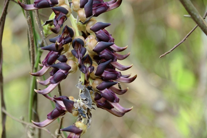 Mucuna bracteata photo 6