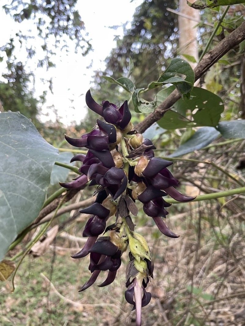Mucuna bracteata photo 7