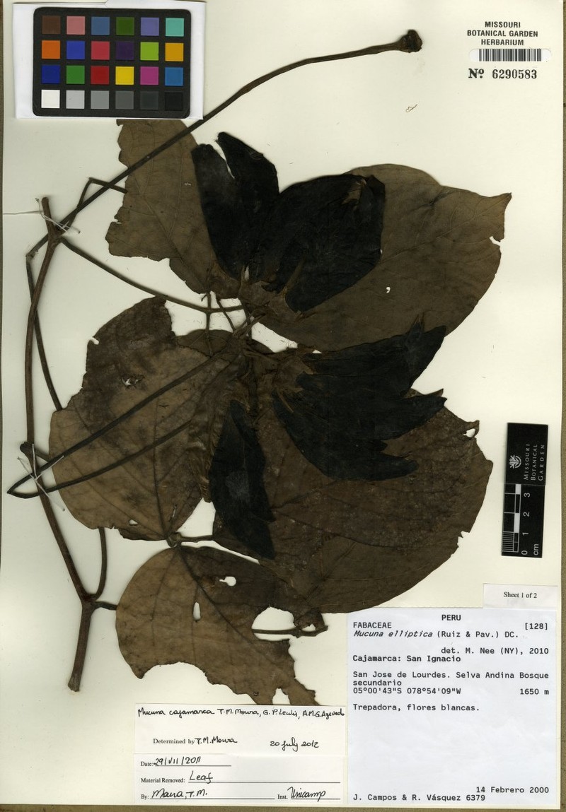 Mucuna cajamarca