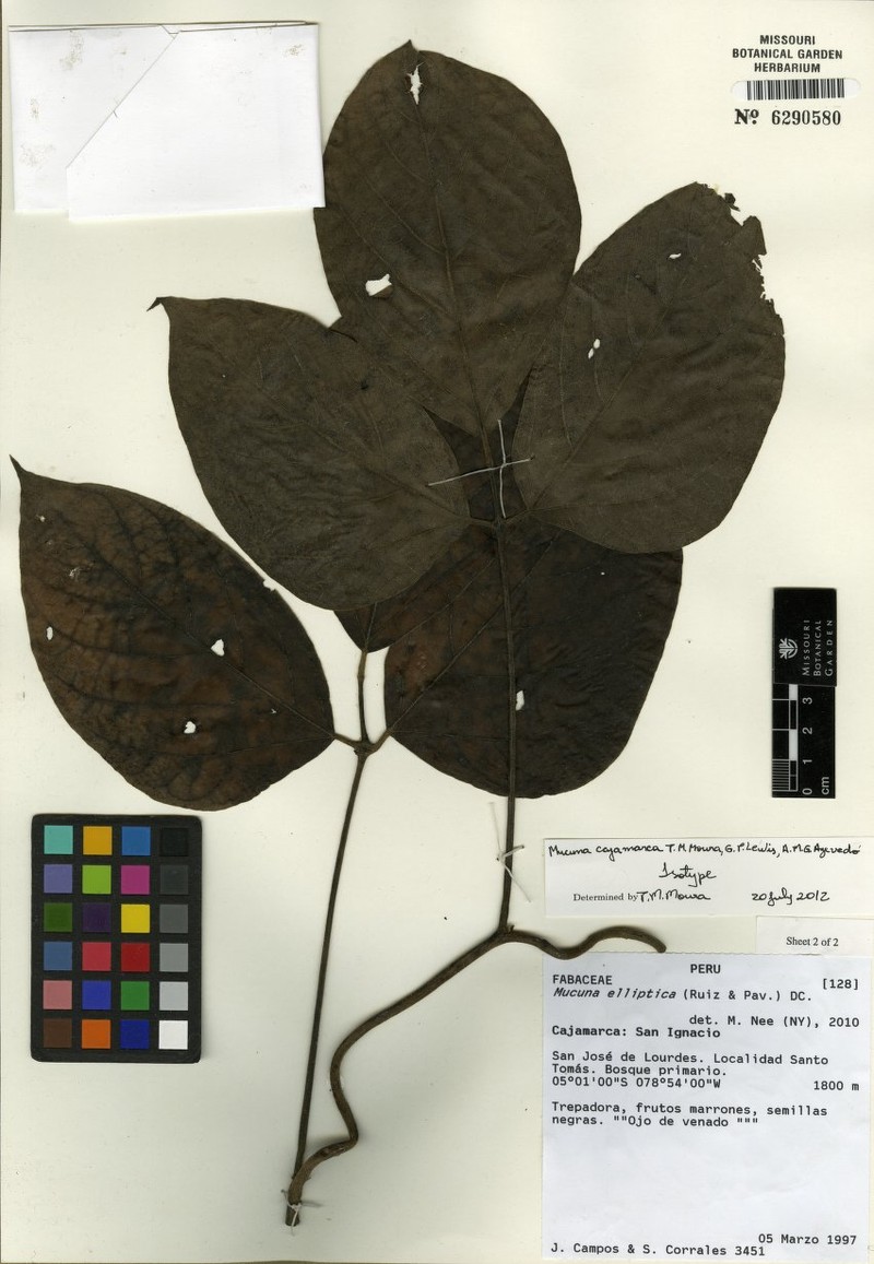 Mucuna cajamarca photo 2