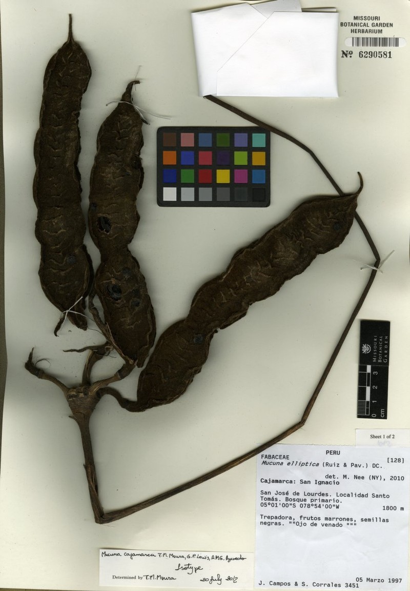 Mucuna cajamarca photo 3