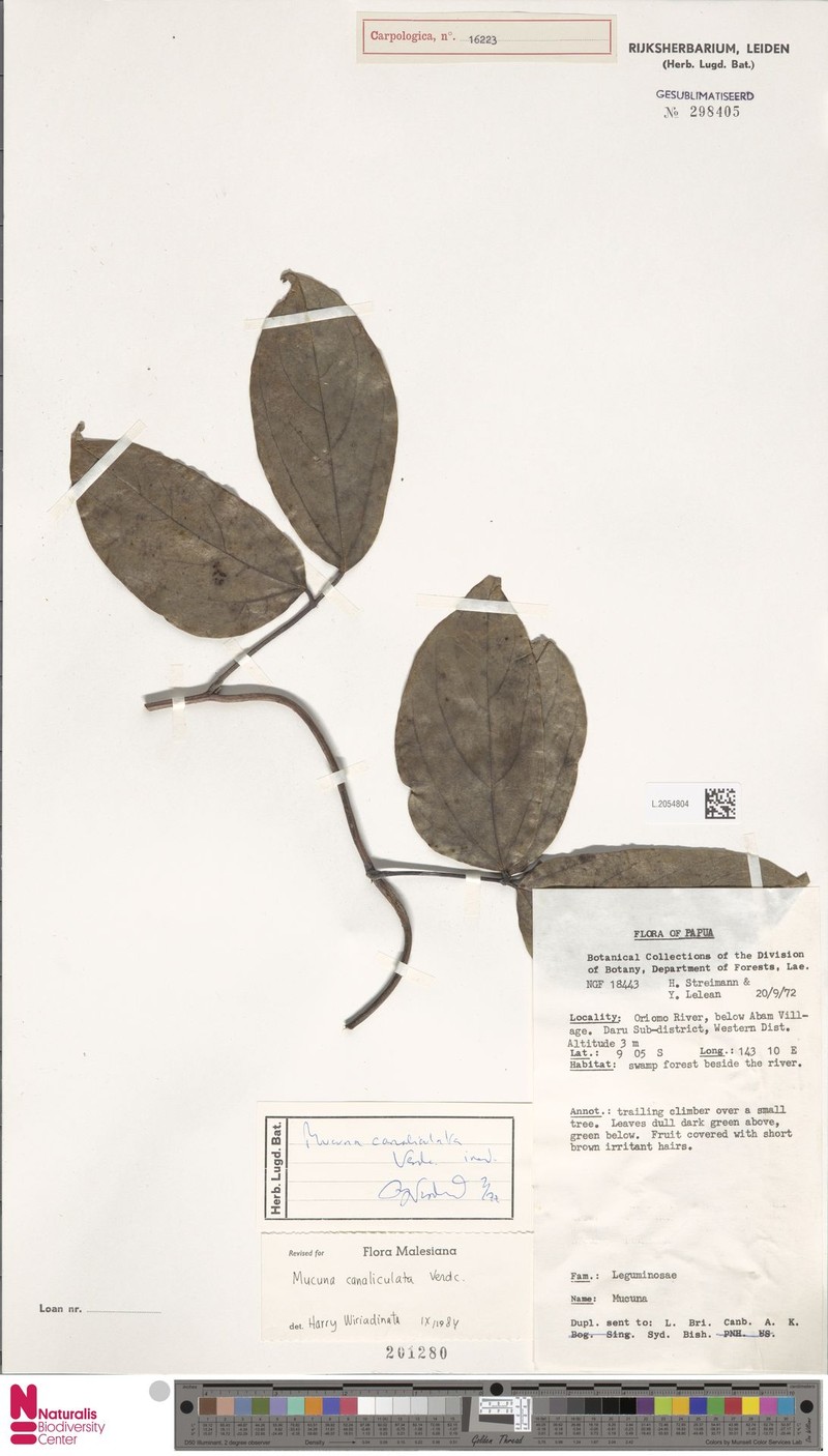 Mucuna canaliculata