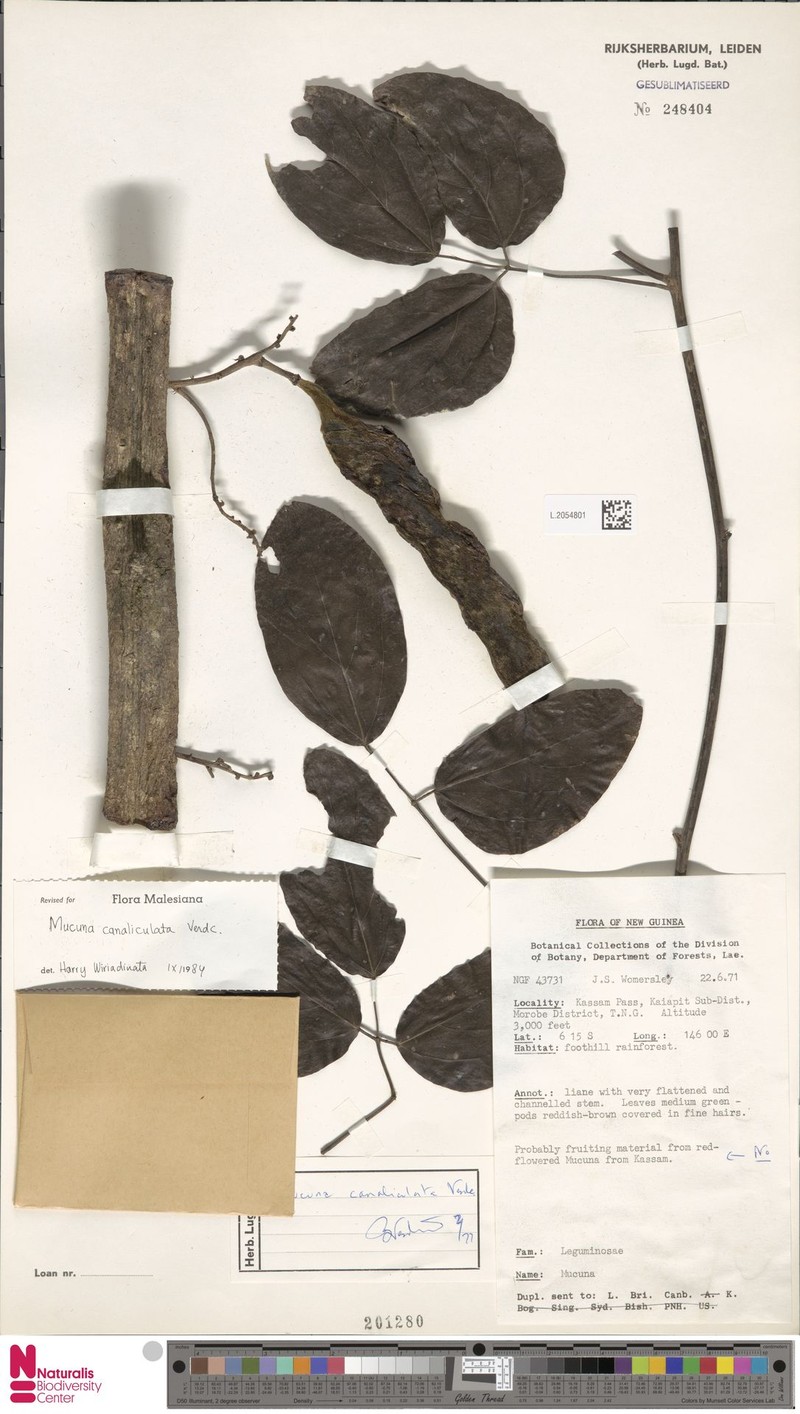 Mucuna canaliculata photo 2
