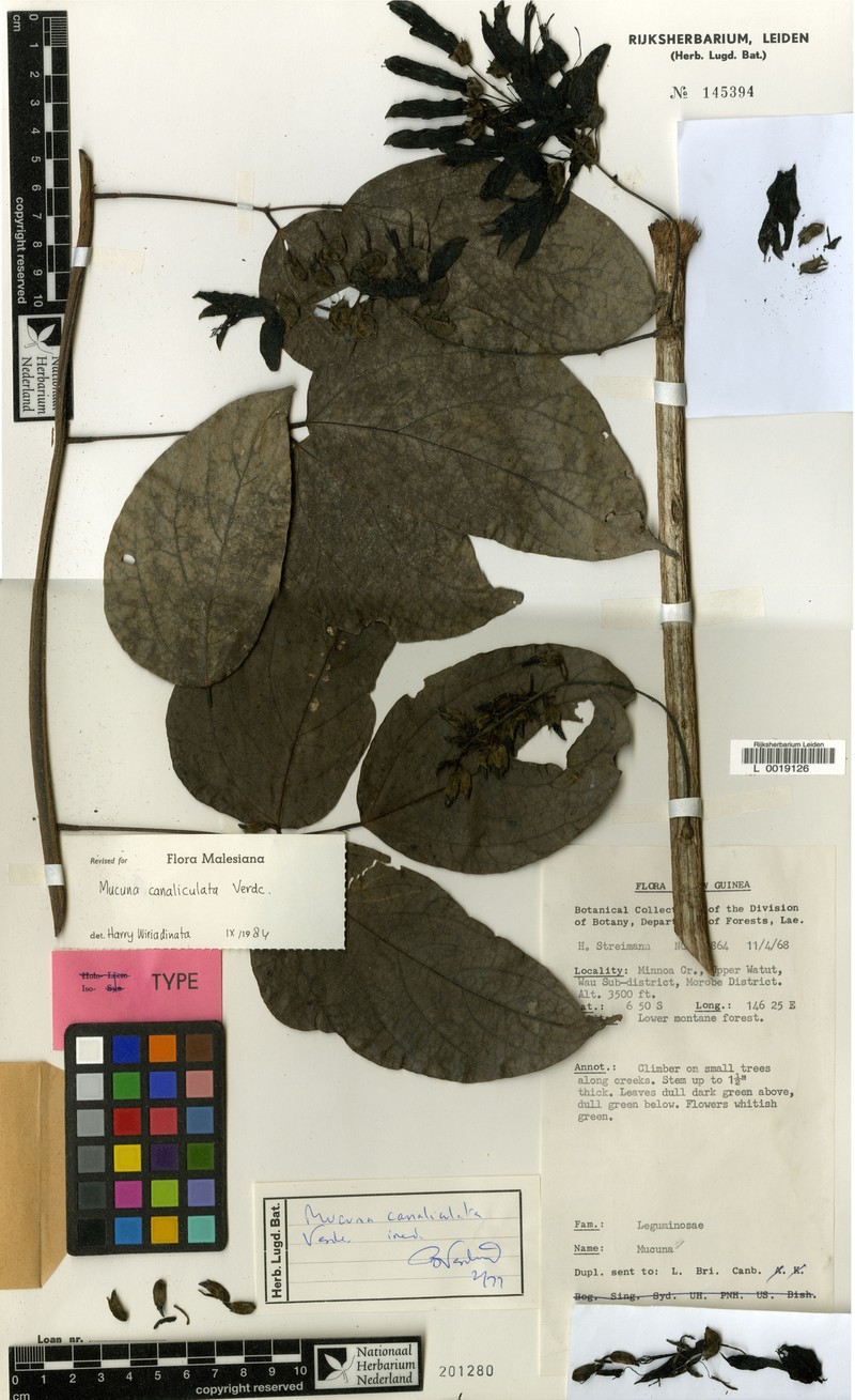 Mucuna canaliculata photo 3