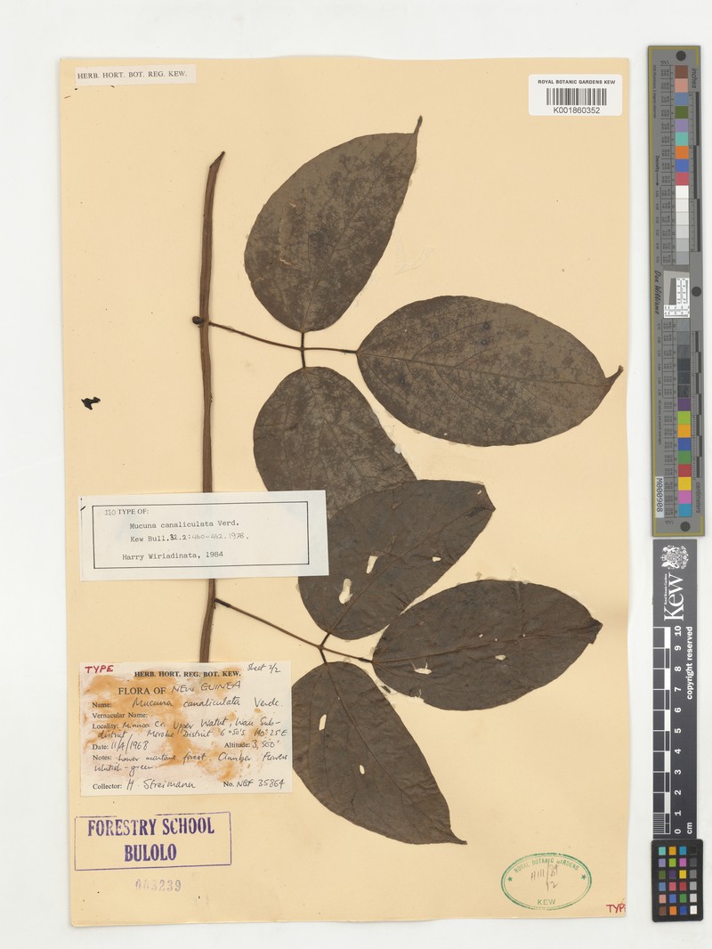 Mucuna canaliculata photo 4