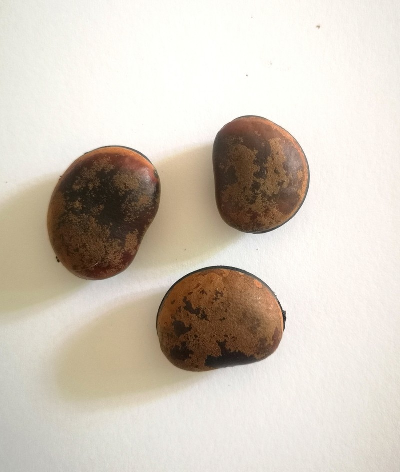 Mucuna championii