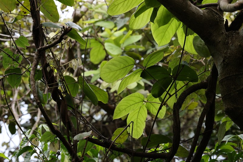 Mucuna championii photo 2