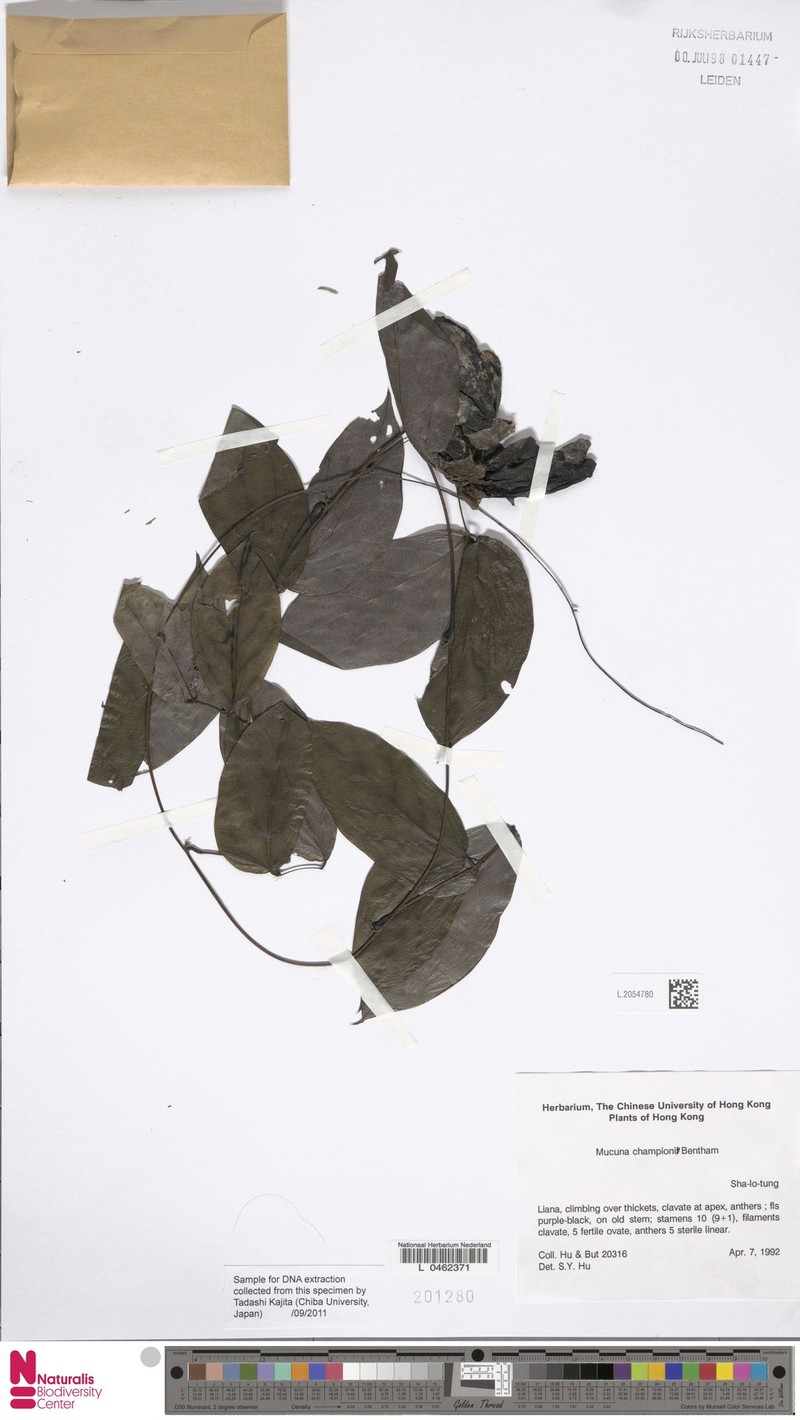 Mucuna championii photo 3