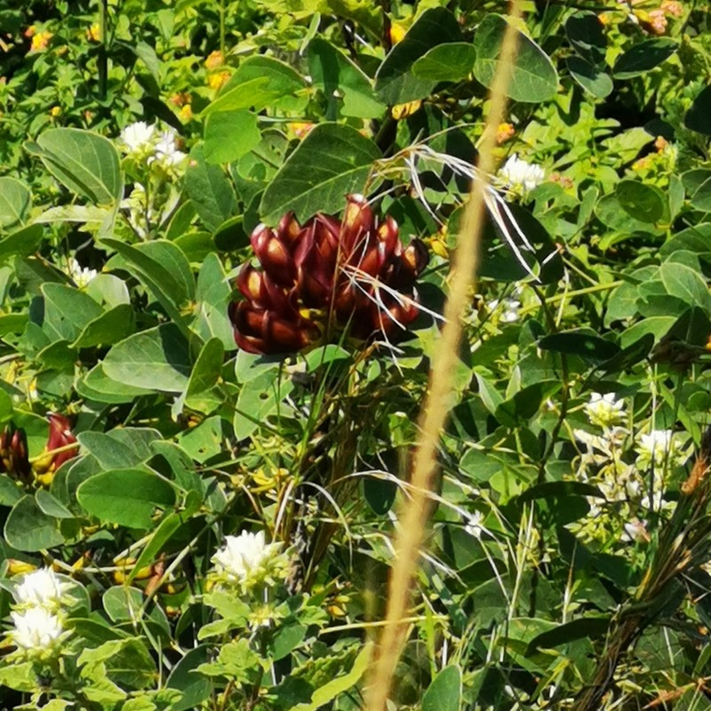 Mucuna coriacea