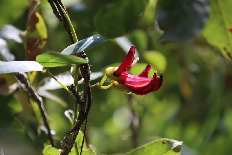 Mucuna coriacea photo 2
