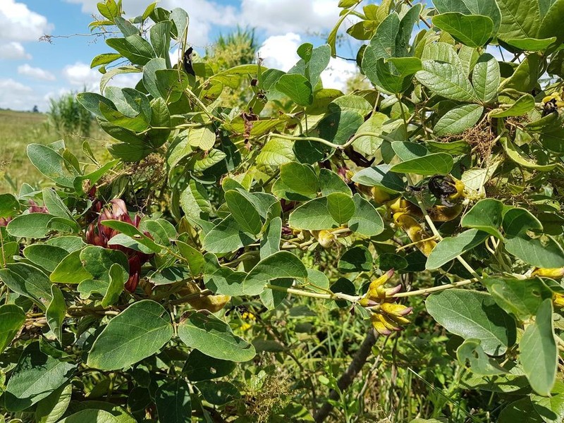 Mucuna coriacea photo 3