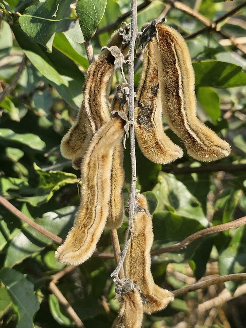 Mucuna coriacea photo 4