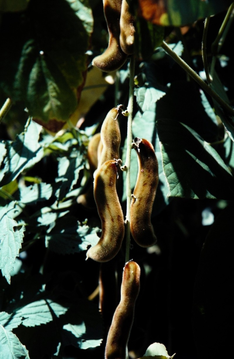Mucuna coriacea photo 5