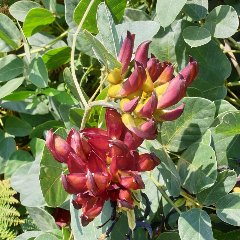 Mucuna coriacea photo 6