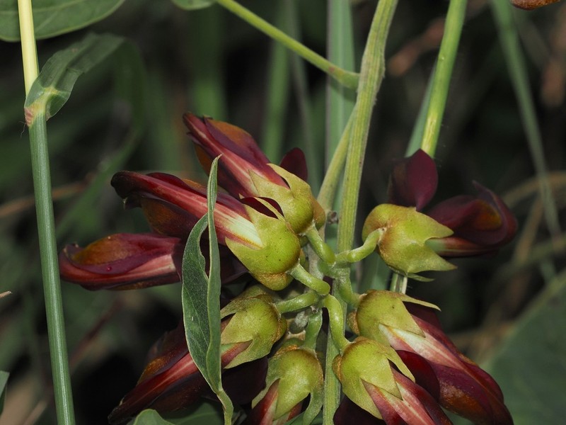 Mucuna coriacea photo 7